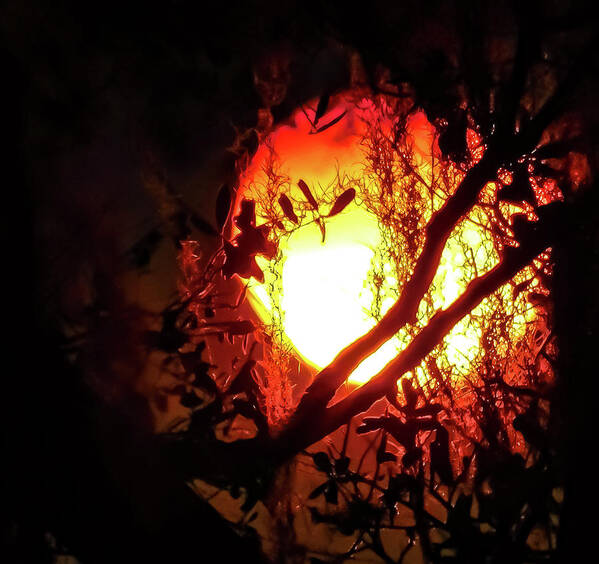 Sun Art Print featuring the photograph Fireball by Gena Herro