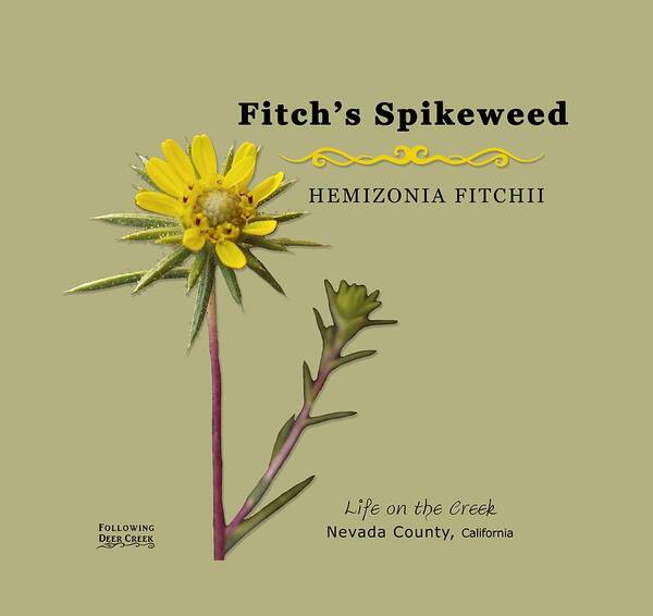 Fitch's Spikeweed Art Print featuring the digital art Fitch's Spikeweed Hemizonia Fitchi by Lisa Redfern