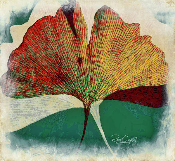 Leaves Art Print featuring the photograph Ginkgo de Mayo by Rene Crystal