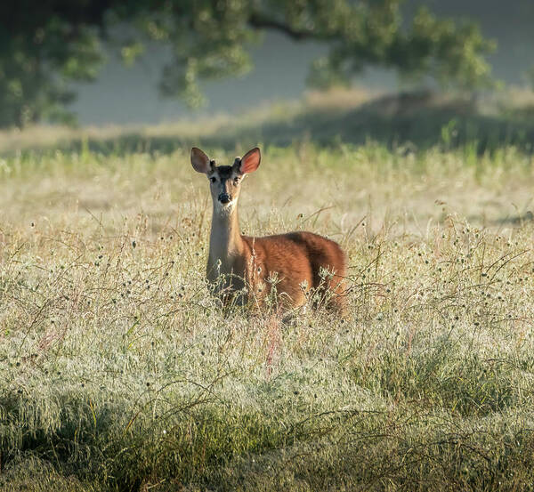 Whitetail Deer Art Print featuring the photograph Good Morning, Human by Lee Manns