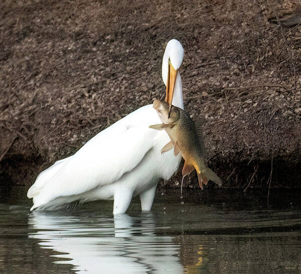 Great Egret Art Print featuring the photograph Great Egret 4047-020823-2 by Tam Ryan