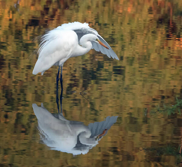 Great Egret Art Print featuring the photograph Great Egret 4968-101920-2 by Tam Ryan