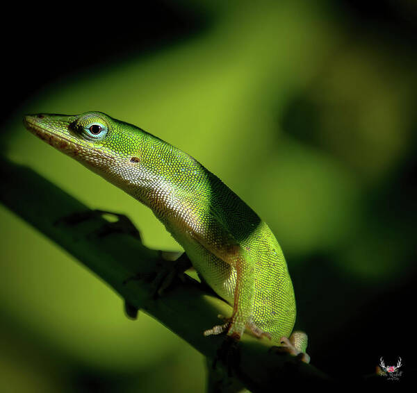 Green Art Print featuring the photograph Green Lizard by Pam Rendall