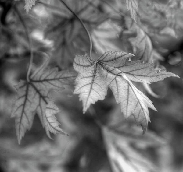 Maple Art Print featuring the photograph Maple Leaf in Black and White by James C Richardson