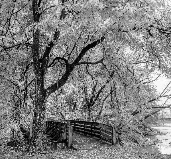 Black Art Print featuring the photograph Mulberry Tree over the Boardwalk Black and White by Debra and Dave Vanderlaan