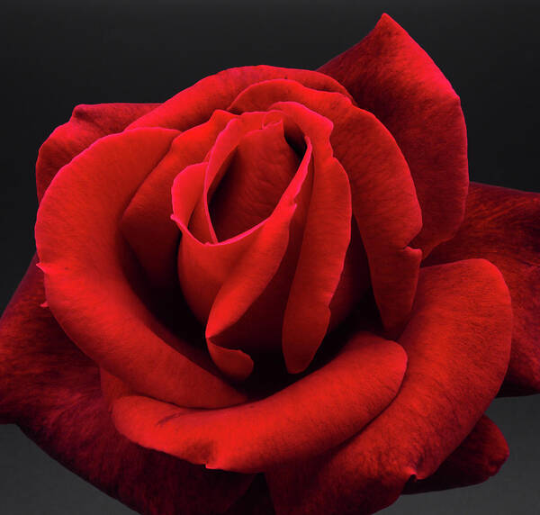 Rose Art Print featuring the photograph One Red Rose by Joe Schofield