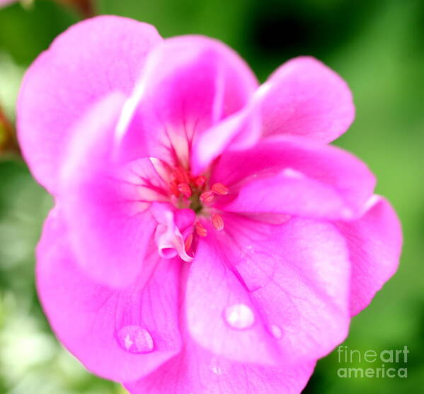 Flowers Art Print featuring the photograph Pink Teardrops by Tony Lee