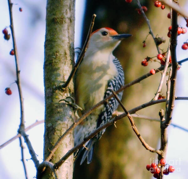 Red-bellied Woodpecker Art Print featuring the photograph Red-Bellied Woodpecker with Berries by Sea Change Vibes