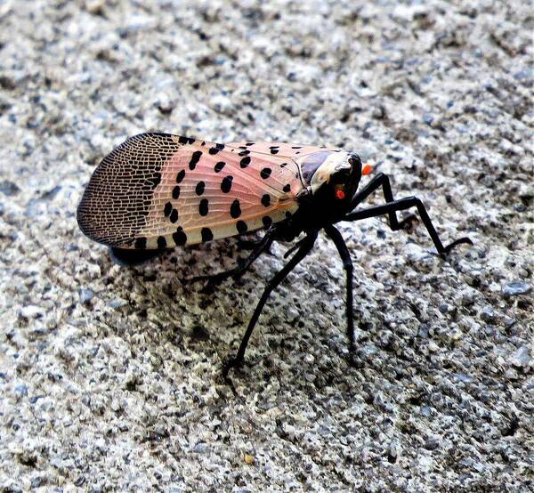 Insects Art Print featuring the photograph Red Spotted Lanternfly Closeup by Linda Stern