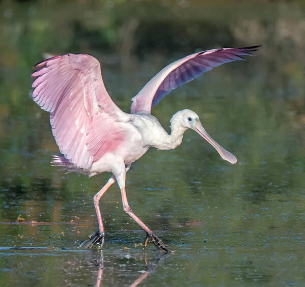 Roseate Spoonbill Art Print featuring the photograph Roseate Spoonbill and American White Pelican 3415-111920-3 by Tam Ryan