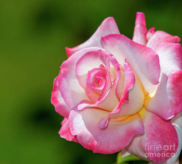 Secret Rose Art Print featuring the photograph Secret Rose, No. 1 by Glenn Franco Simmons