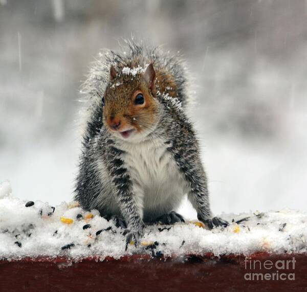 Squirrel Art Print featuring the photograph Snowy Curious Squirrel by Sea Change Vibes
