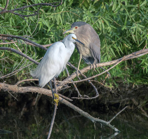 Snowy Egret Art Print featuring the photograph Snowy Egret and Black-crowned Night Heron 9600-092020-2 by Tam Ryan
