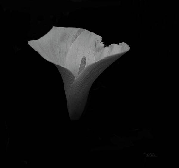 Fineart Art Print featuring the photograph Study in Form Lily by Bill Posner