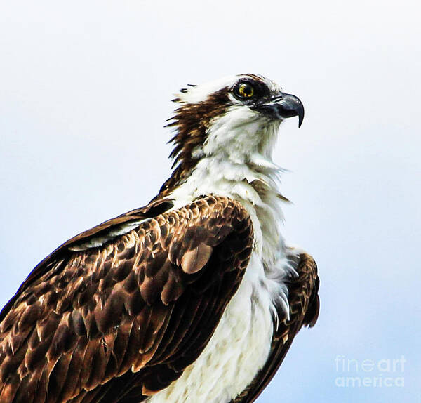 Osprey Art Print featuring the photograph The Osprey by Joanne Carey