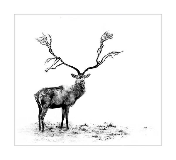 Stage Art Print featuring the photograph The Stag by Andrea Kollo