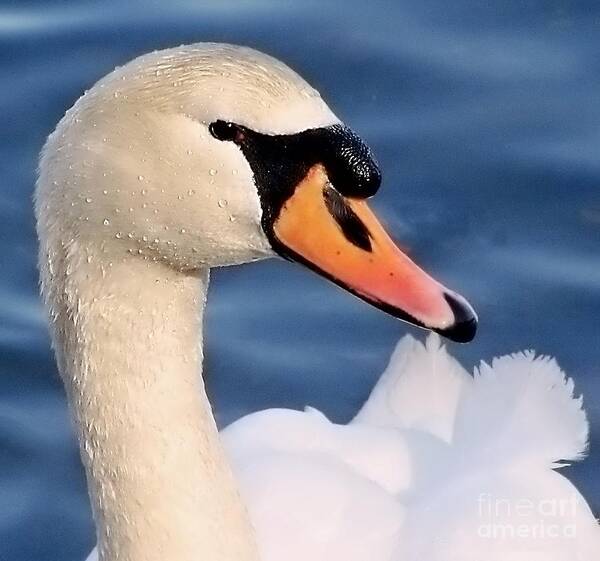 Swan Art Print featuring the photograph This Is My Good Side by Lori Lafargue