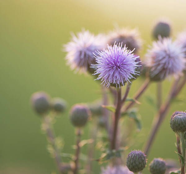 Thistle Art Print featuring the photograph Thistle Flowers by Karen Rispin