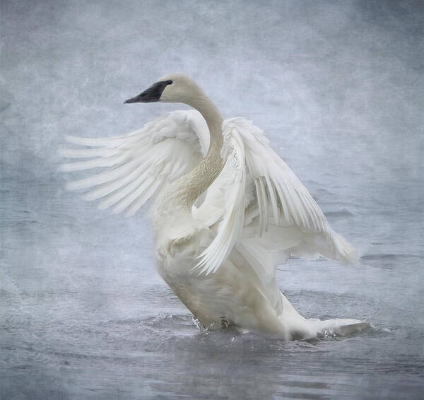 Swan Art Print featuring the photograph Trumpeter Swan - Misty Display by Patti Deters