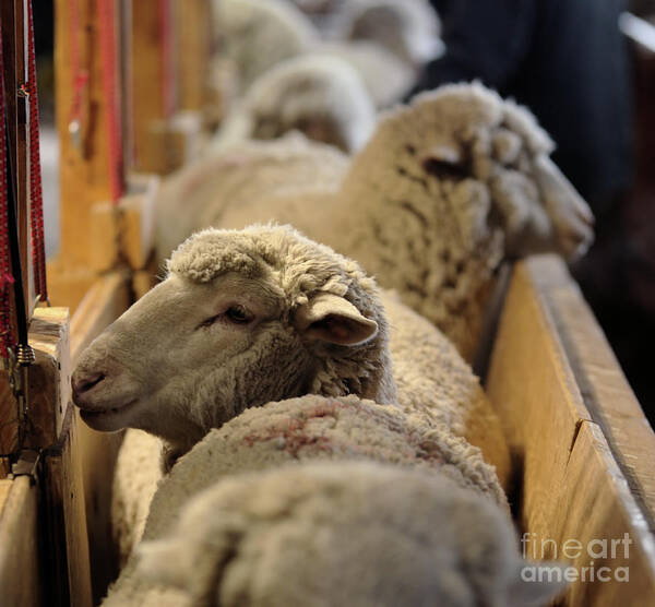 Sheep Art Print featuring the photograph Waiting In Line by Kae Cheatham