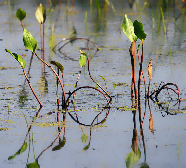 Water Art Print featuring the photograph Water Dance by Paul Vitko