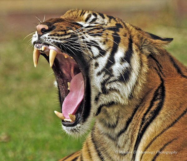 Bengal Tiger Art Print featuring the photograph Bengal Tiger #1 by Winston D Munnings