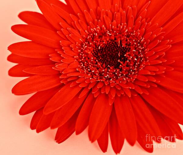 Red Gerbera Art Print featuring the photograph Big Red #1 by Clare Bevan