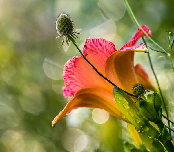 Flower Art Print featuring the photograph Morning Has Broken #1 by Mary Amerman