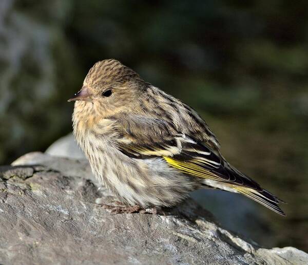 Pine Siskin Art Print featuring the photograph Pine Siskin #1 by Kathy King