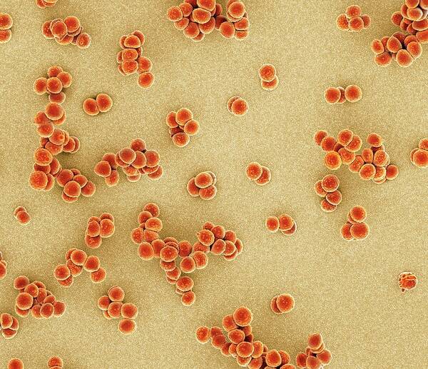 Mrsa Art Print featuring the photograph Mrsa Bacteria #18 by Science Photo Library
