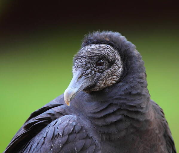 Vulture Art Print featuring the photograph Black Vulture Portrait #2 by Bruce J Robinson