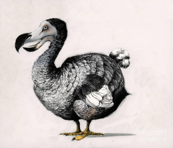 Fauna Art Print featuring the photograph Dodo Bird #2 by Spencer Sutton