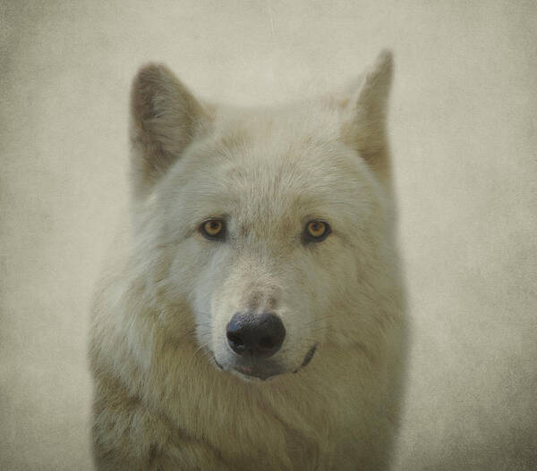 Gray Wolf Art Print featuring the photograph Gray Wolf #2 by Sandy Keeton