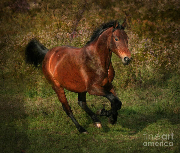 Horse Art Print featuring the photograph The Bay Horse #4 by Ang El