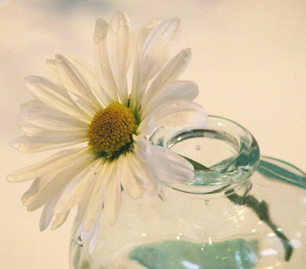 Daisies Art Print featuring the photograph A Daisy A Day by Angela Davies