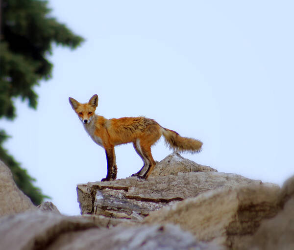 Fox Art Print featuring the photograph A Fox On The Rocks by Kay Novy