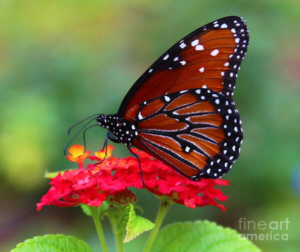 Queen Butterfly Art Print featuring the photograph A Queen by Marty Fancy