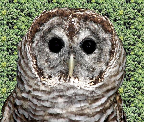 Barred Owl Art Print featuring the photograph Barred Owl 1 by Rose Santuci-Sofranko