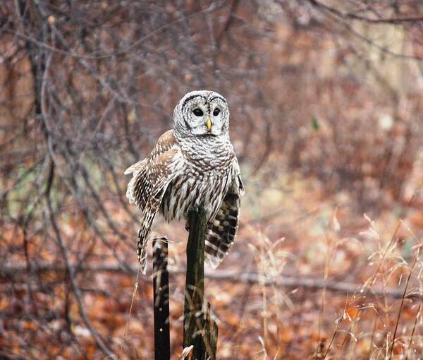 Owl Art Print featuring the photograph Barred Owl by Pat Purdy