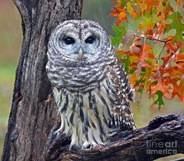 Owl Art Print featuring the photograph Barred Owl by Rodney Campbell