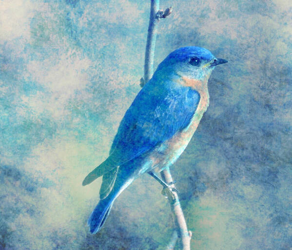 Bluebird Blue Sky Art Print featuring the digital art Blue Bird Blue Sky by Femina Photo Art By Maggie