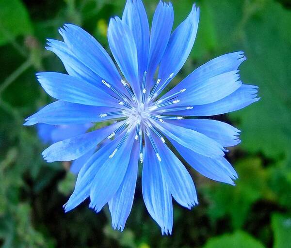 Flower Art Print featuring the photograph Blue Star by Stephanie Moore
