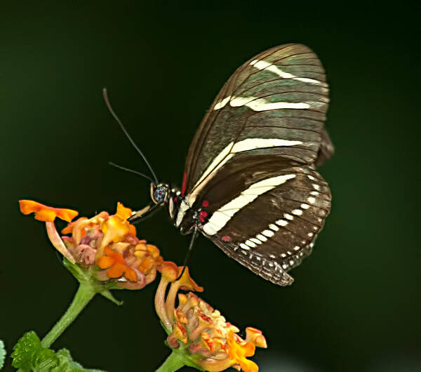 Zebra Art Print featuring the photograph Butterfly 50 by Photos By Cassandra