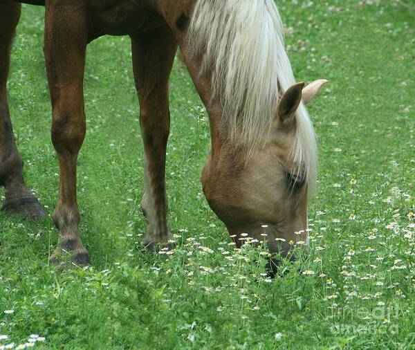 Macro Art Print featuring the photograph Out To Pasture by Barbara S Nickerson