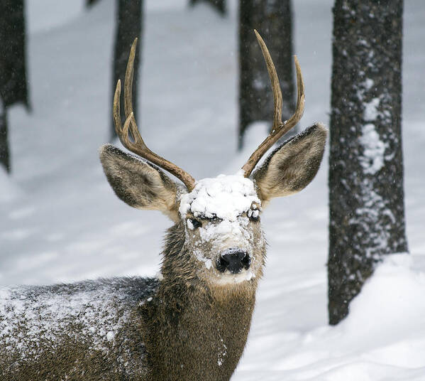 Wildlife Art Print featuring the photograph Close up of Winter Buck by Matt Swinden