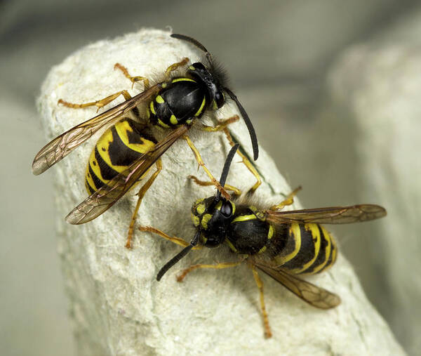 Insect Art Print featuring the photograph Common Wasps by Nigel Downer