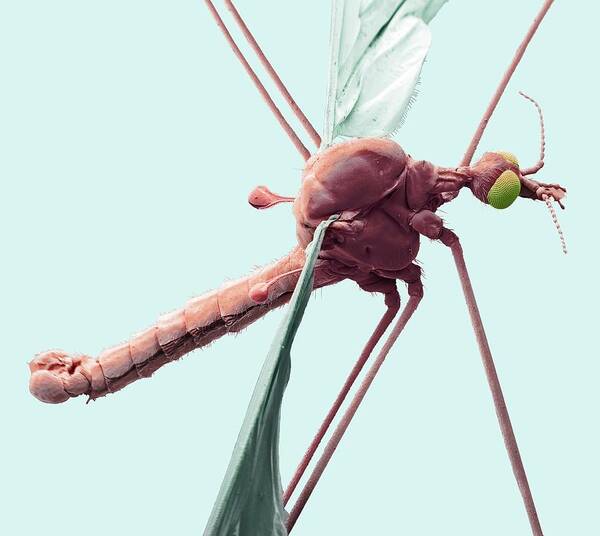 Anatomical Art Print featuring the photograph Crane Fly by Steve Gschmeissner/science Photo Library