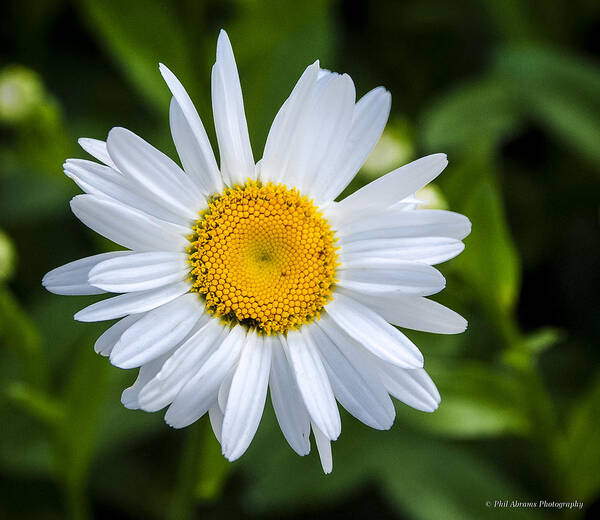 Flower.daisy Art Print featuring the photograph Daisy by Phil Abrams
