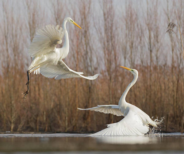 Egret Art Print featuring the photograph Double Dance - 2 by Cheng Chang