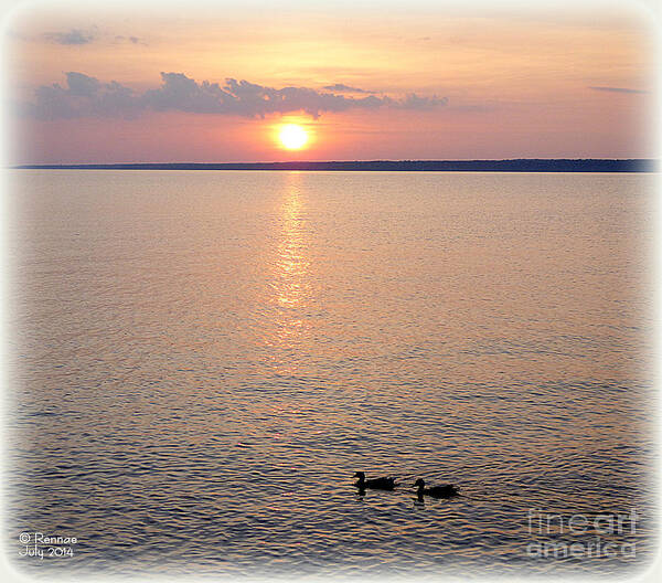 Sunset Art Print featuring the photograph Early Evening Swim by Rennae Christman